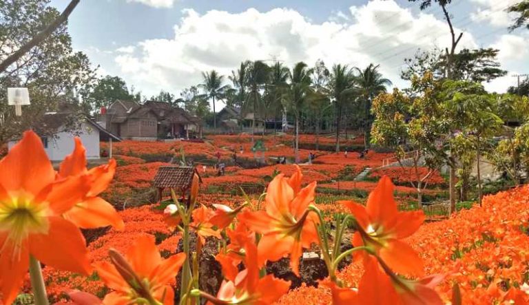 Indahnya Bunga Amarilis Yang Mulai Bermekaran Di Gunung Kidul