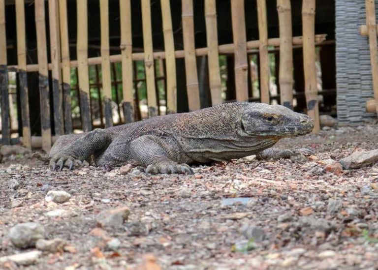 Gubernur NTT Tutup Taman Nasional Komodo?