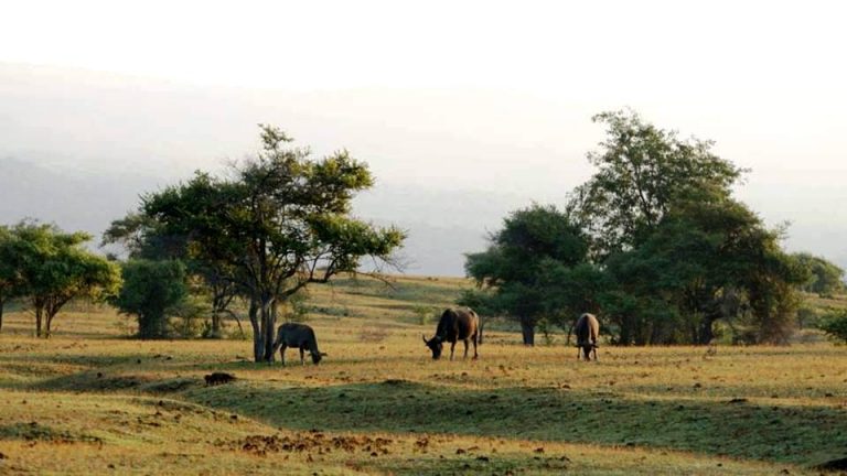 Merasakan Nuansa Afrika di Savana Doro Ncanga NTB