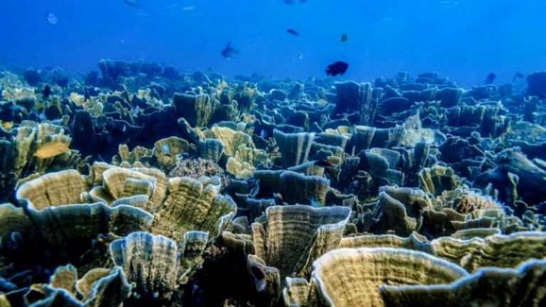 Kemenpar-Astra Kembangkan Homestay Desa Wisata Di Pulau Pramuka