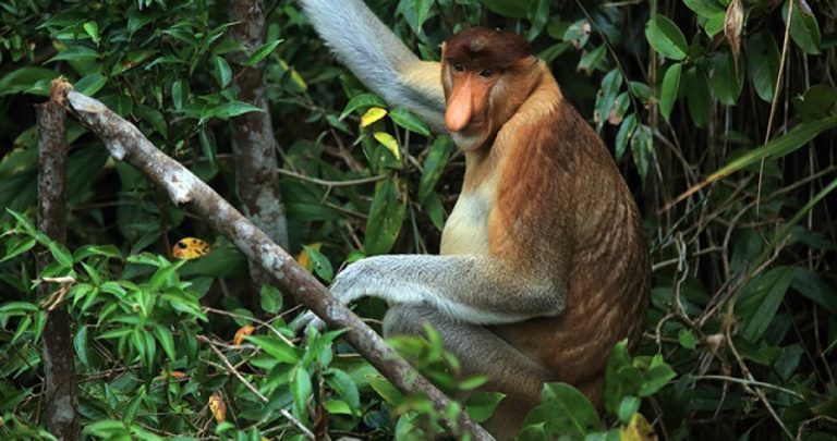 Pesona Wisata Unik di Tarakan dari Alam Hingga Satwa Langka