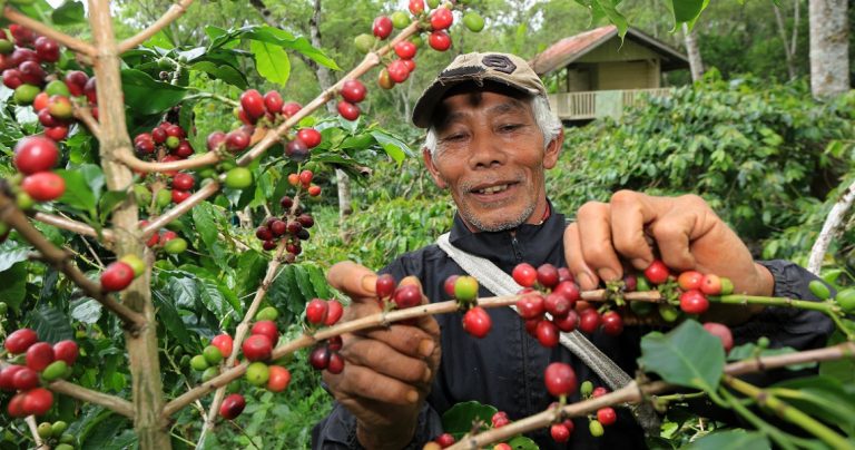 Festival Panen Kopi Gayo 2019 Digelar November