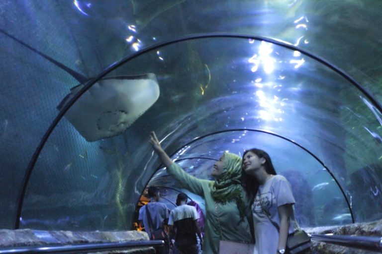Atraksi Hiu “Ganas” Segera Tampil di Sea World Ancol
