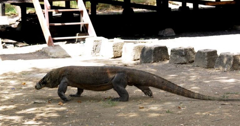 Berikut Tips Aman Berkunjung ke Pulau Komodo