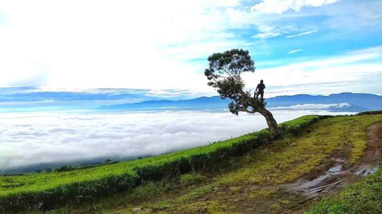 Sekda Pagaralam, Syamsul: Harimau Tidak Pernah Turun Ke Pemukiman,Tapi..?
