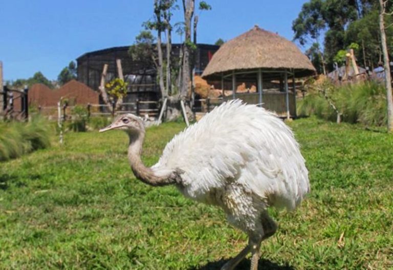 Lembang Park and Zoo, Lengkapi Wisata Kawasan Lembang
