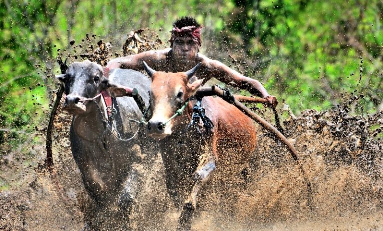 Rekor MURI akan Tersaji di Festival Pesona Minangkabau 2019
