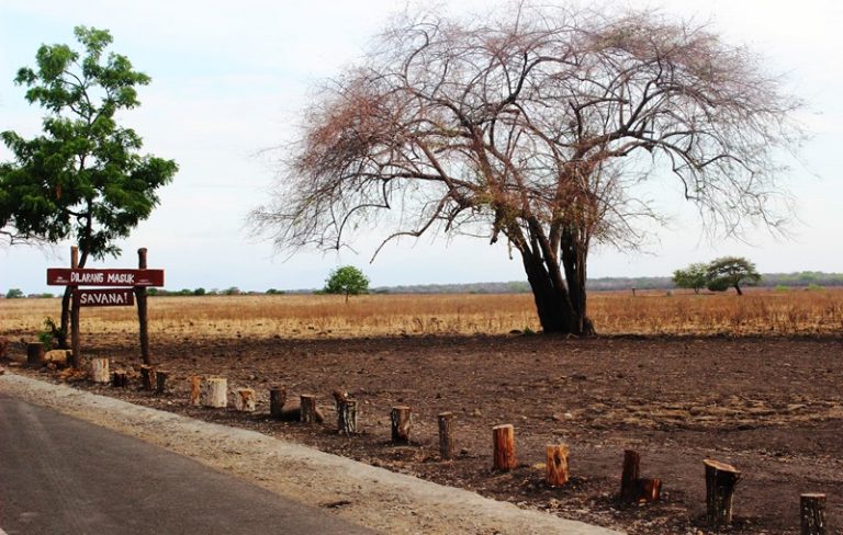 Menikmati Nuansa Afrika di Taman Nasional Baluran
