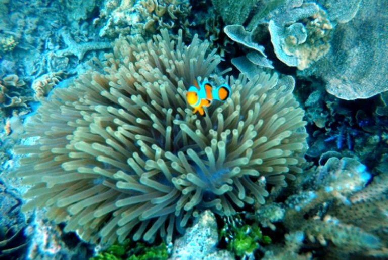 Berikut Spot Diving dan Snorkeling Favorit di Karimunjawa