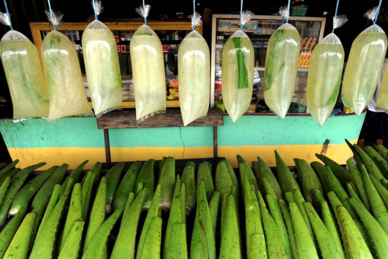 Minuman Lidah Buaya Khas Pontianak, Segar dan Menyehatkan Tubuh