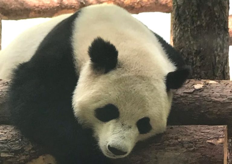 Panda Juga Kangen Manusia,Setelah Sekian Lama Lockdown