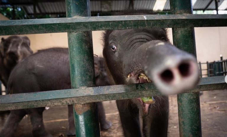 Lucunya Bayi Gajah TSI Yang Diberi Nama Covid Ini