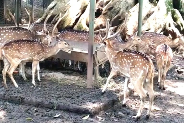 Anggaran Menipis Bonbin Bandung “Tumbalkan” Rusa Untuk Macan Tutul
