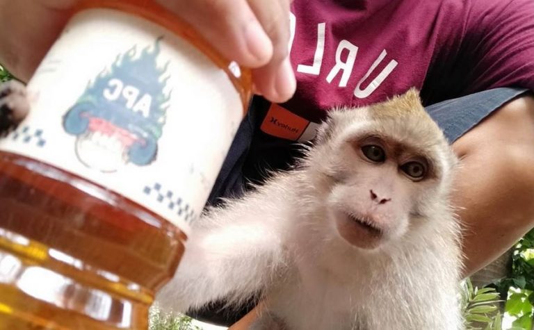 Dicari, Monyet Per Ekor Rp 200 Juta Untuk Uji Klinis Vaksin Corona