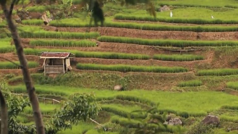 Malasari, “The Heart of Halimun Van Java”