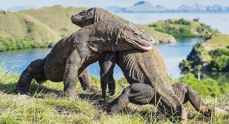 Kontroversi Tiket Masuk ke Pulau Komodo, Ini Kata Prof IPB