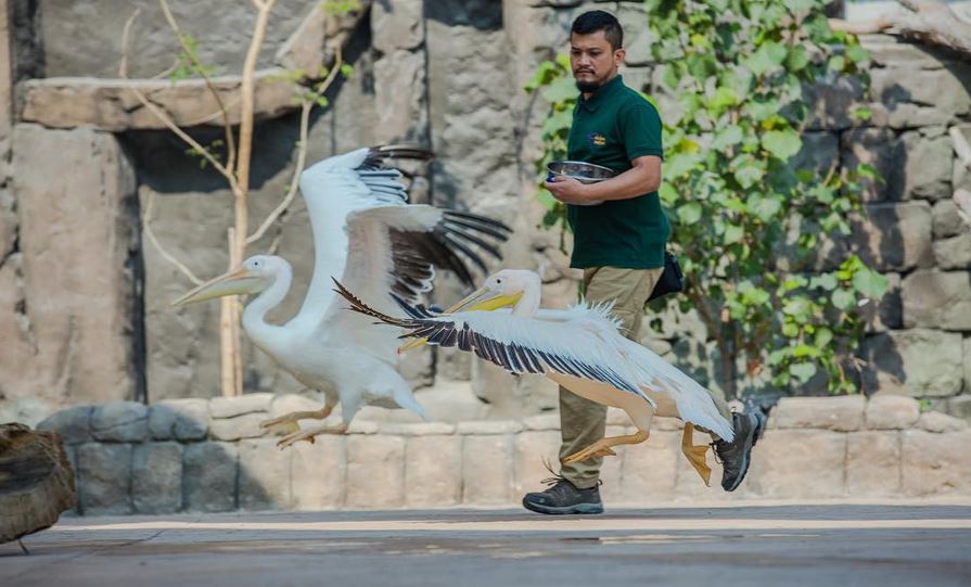 Taman Safari Dubai Buka Lagi Dengan Wajah Baru