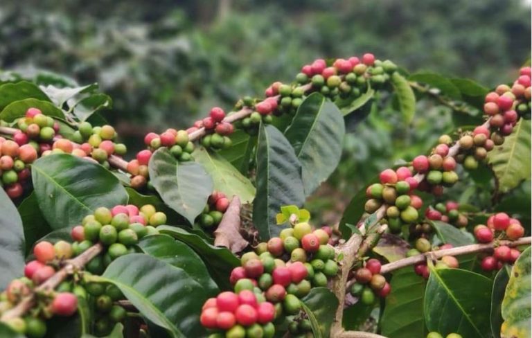 Digarap Anak-anak Muda Asal Indonesia, Satu Kontainer Kopi Tiba di San Fransisco