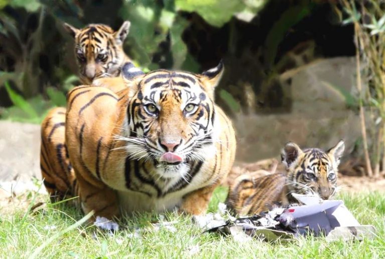 Bali Zoo Kembali Bangkit, Setiap Hari Dikunjungi Ribuan Orang