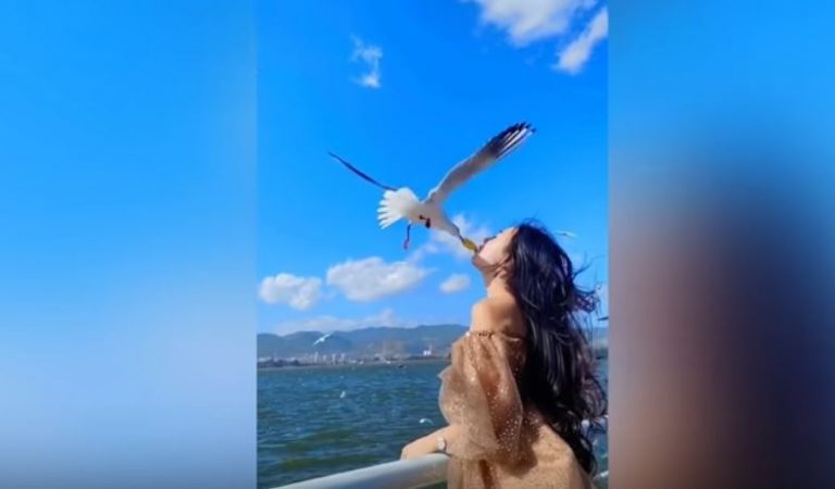 Viral, Video Turis Beri Makan Burung Camar dari Mulut