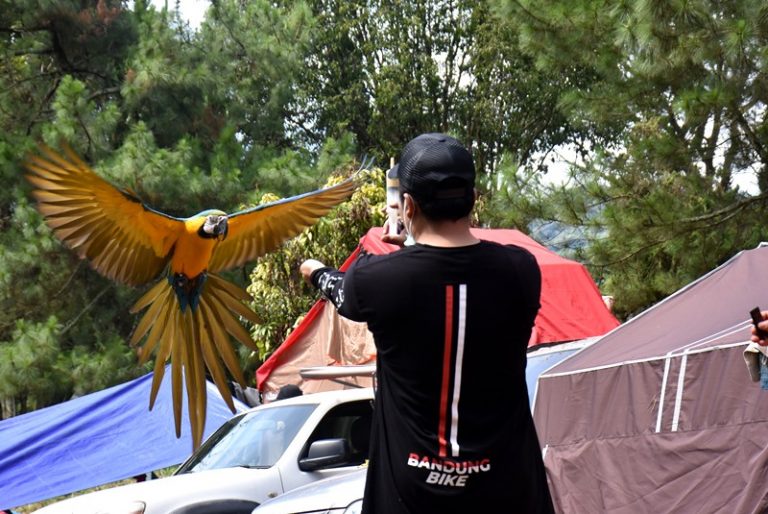 Burung Macaw Yang Memukau Peserta Campervan Indonesia di Ciater