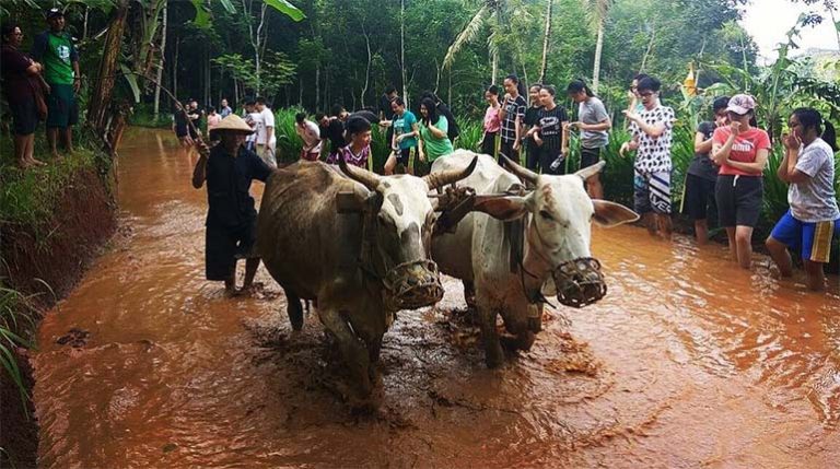 Desa Wisata Pentingsari Sudah Go Internasional, Ada Apa Ya di Sana?