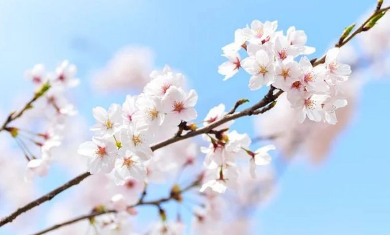 Bukan Hanya Jepang, Bunga Sakura Hadir di Kebun Raya Cibodas