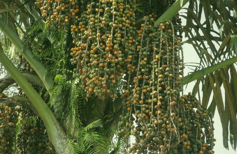 Pesanan Buah Kolang-kaling Melonjak Selama Puasa, 1 Ton Per Minggu