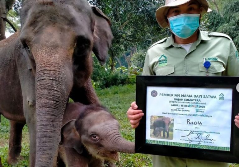 Sandiaga Uno Beri Nama Bayi Gajah TSI “Pulisia”, Apa Artinya?