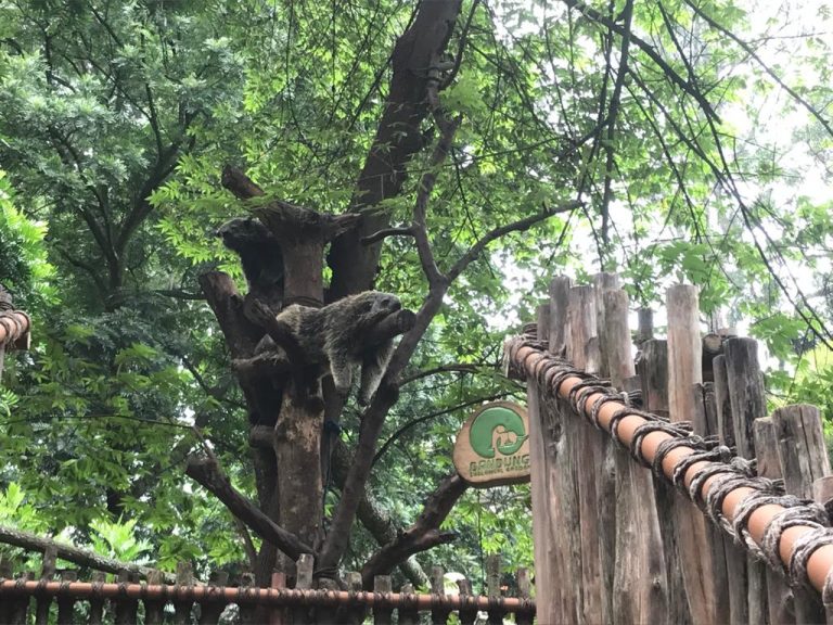 Jelang Pameran Destinasi Wisata, Ini Persiapan Kebun Binatang Bandung
