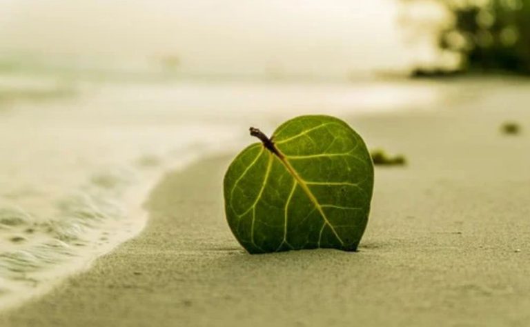 PPKM Darurat, Seluruh Objek Wisata Gunungkidul Tutup, Pelaku Pariwisata Kembali Bertani