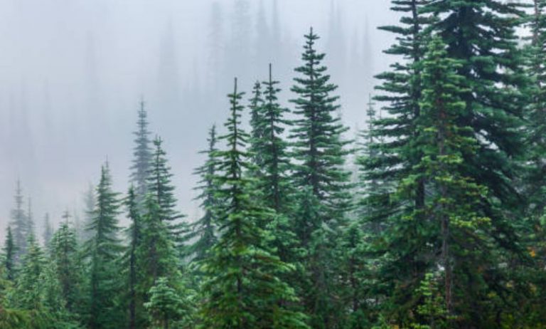 Ratusan Pelaku Pariwisata Lakukan Vaksinasi di Hutan Pinus Mangunan Bantul