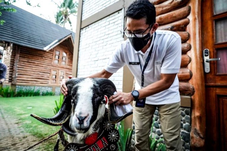 Domba Garut Bukan Sekedar Ikon, Kini Didorong Jadi Kekuatan Eskpor