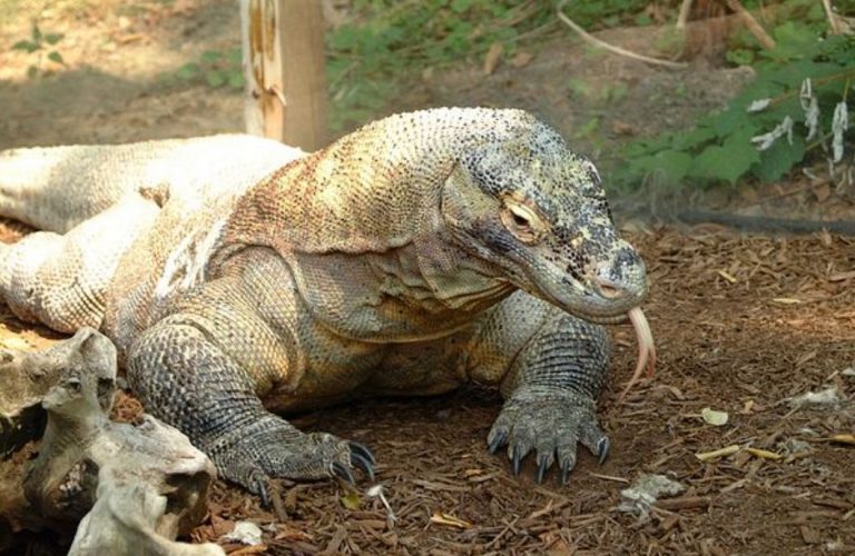 UNESCO Minta Proyek Pembangunan Pulau Komodo Berhenti
