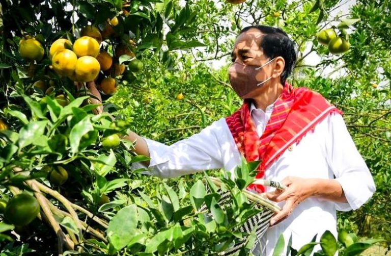 Jokowi Beri Hadiah Petani Jeruk Rp 164, 8 Miliar, Begini Bentuknya
