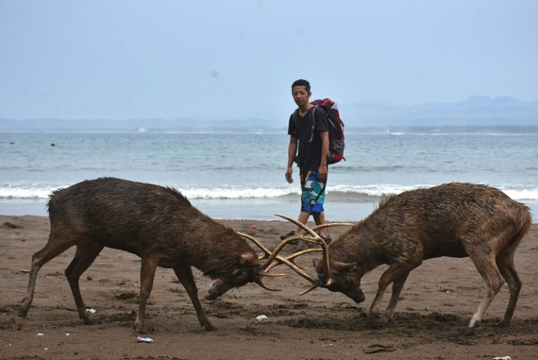 Sisi Lain Pantai Pangandaran, Bercengkerama Dengan Kera Hingga Pertarungan Rusa