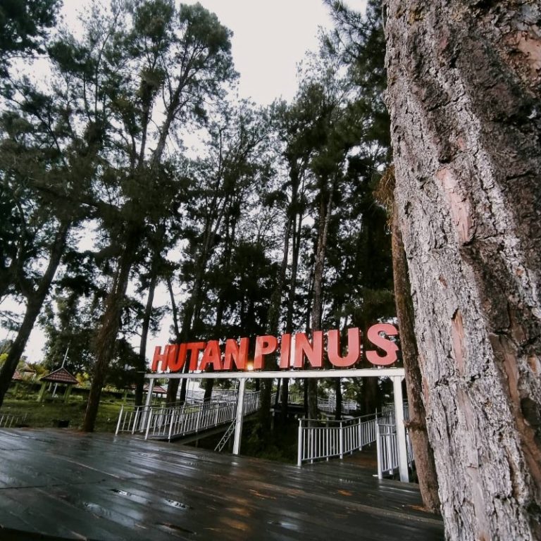 Hutan Pinus Tana Tidung, Eksotisme Yang Terselip di Jantung Kota
