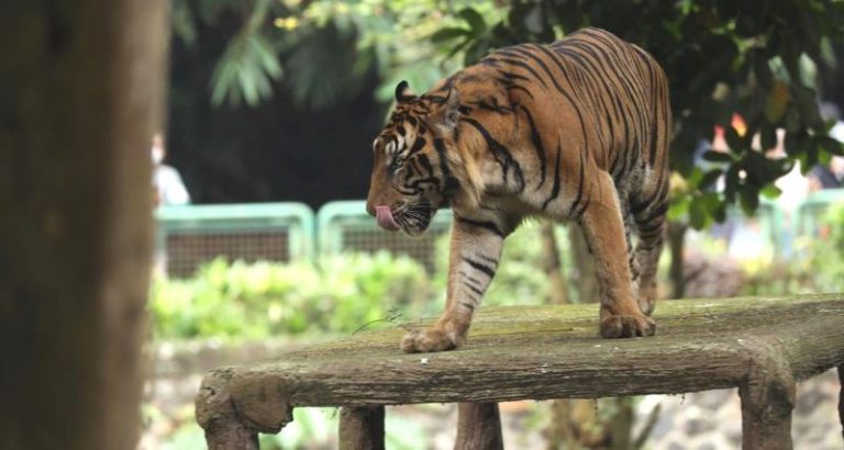 JakCard ‘Kartu Sakti’ Masuk Kebun Raya Ragunan, Dimana Belinya