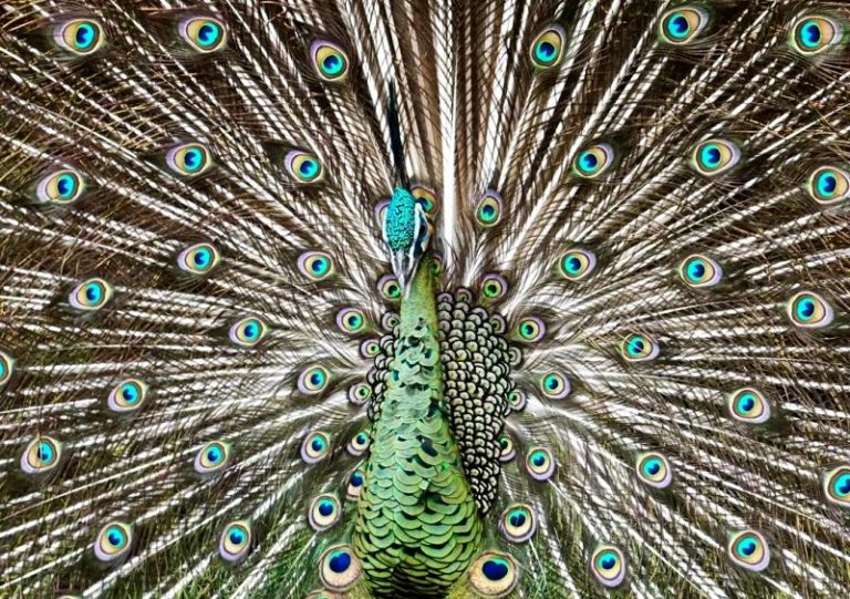 Pemkot Bandung Tagih Hutang 13,5 Miliar, Ini Kata Bandung Zoological Garden