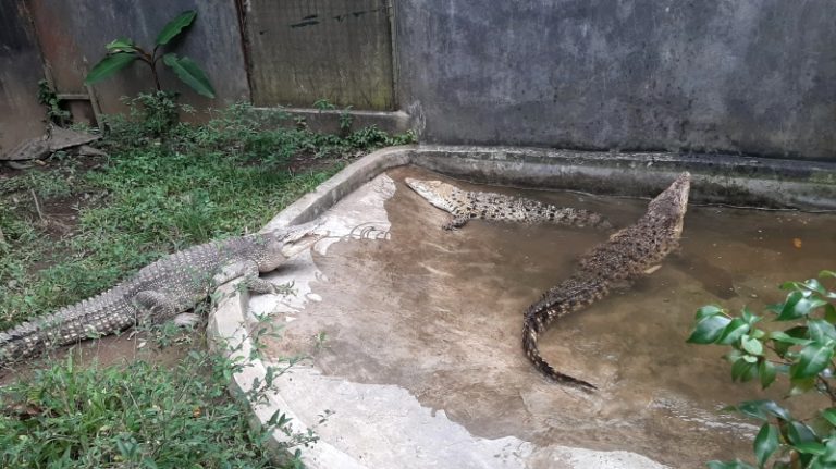 5 Ekor Buaya Liar Asal Ciamis dan Cirebon, Masuk TSI Bogor