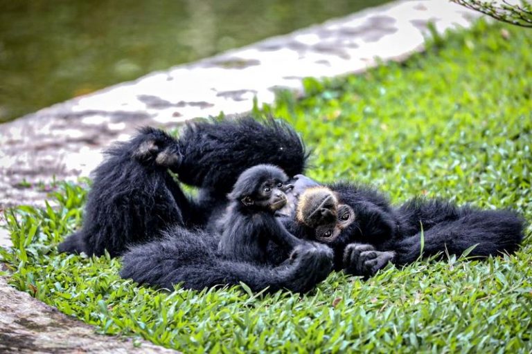 Pengelola Taman Margasatwa Ragunan, Ingatkan Pengunjung Dua Hal Ini