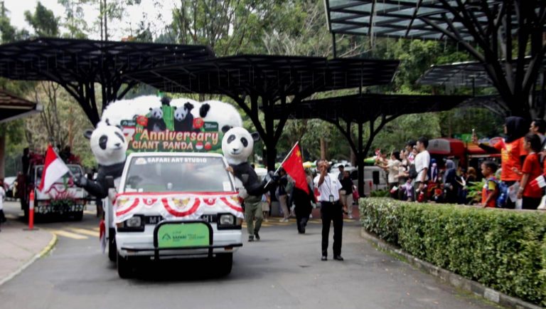 Rayakan 7 Tahun Kehadiran Sepasang Panda Raksasa, TSI Bogor Gelar Parade Hu Chun dan Cai Tao