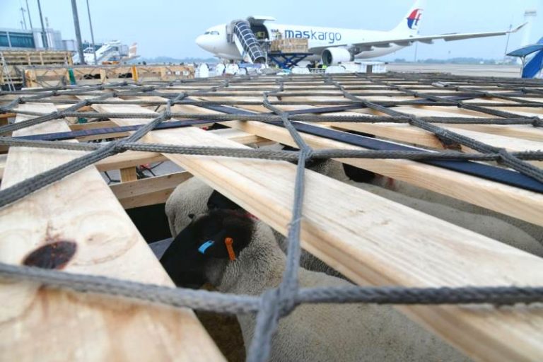 Bandara Kertajati Kedatangan Kargo Perdana 900 Ekor Domba Australia