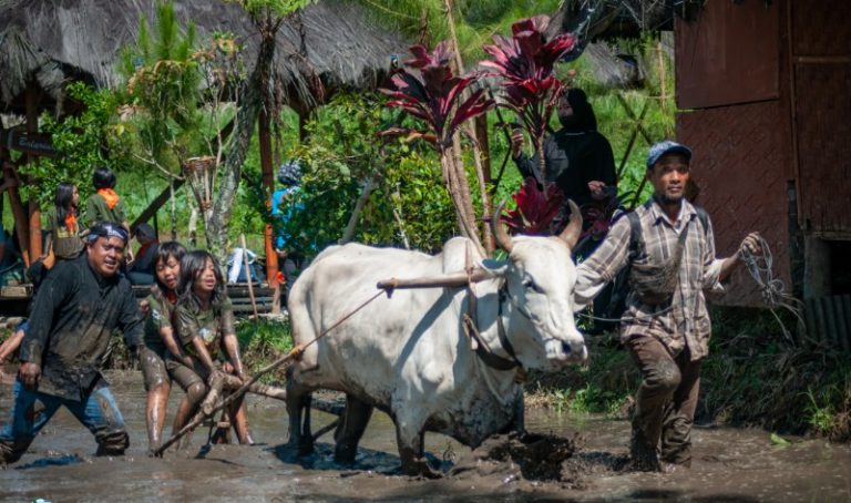 Saba Desa, Sensasi Menikmati Suasana Pedesaan dan Aktivitas Pertanian