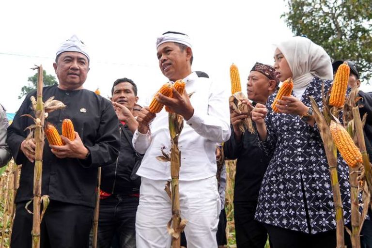 Gubernur Dedi Mulyadi Dorong Penguatan Ekonomi Desa di Garut  Lewat Program Panen Jagung