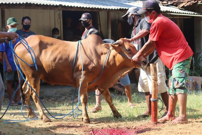 Siapa yang Berhak Menerima Daging Kurban Idul Adha 2025? Ini Daftarnya