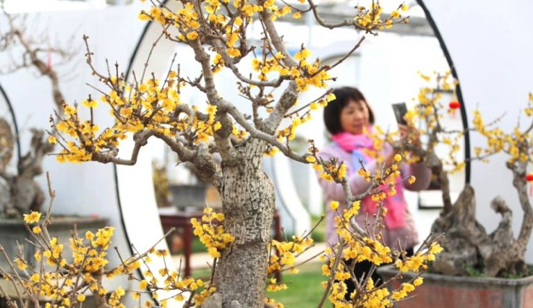Liburan Musim Dingin di Kebun Raya Nasional China, Spot Menarik Kuil Wofo