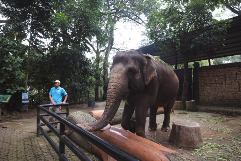 Pemkot Bandung Buka Opsi Pengelolaan Penataan Bandung Zoo, Ini Agendanya