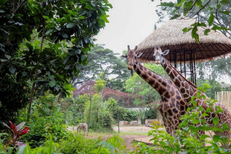 Akhir April, Menjadi Target Pengelolaan Kebun Binatang Bandung