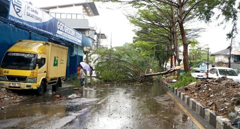 Rawan Pohon Tumbang, Wisatawan Diminta Berhati-hati Saat Liburan di Kota Bandung